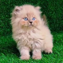 (cash on delivery) pure breed gift quality kittens punchface triple
