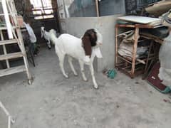 Gulabi bakra for sale