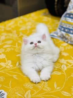 persian
