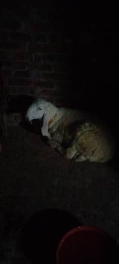 Desi kjla full active &helthy