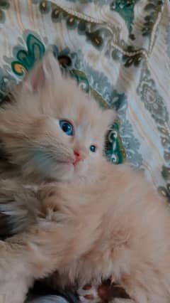 Persian cat triple cottage