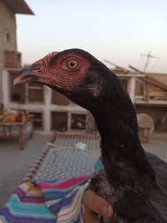 mushki 2 madiya