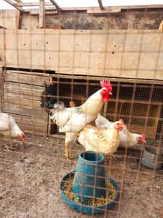 golden misri hens for sale