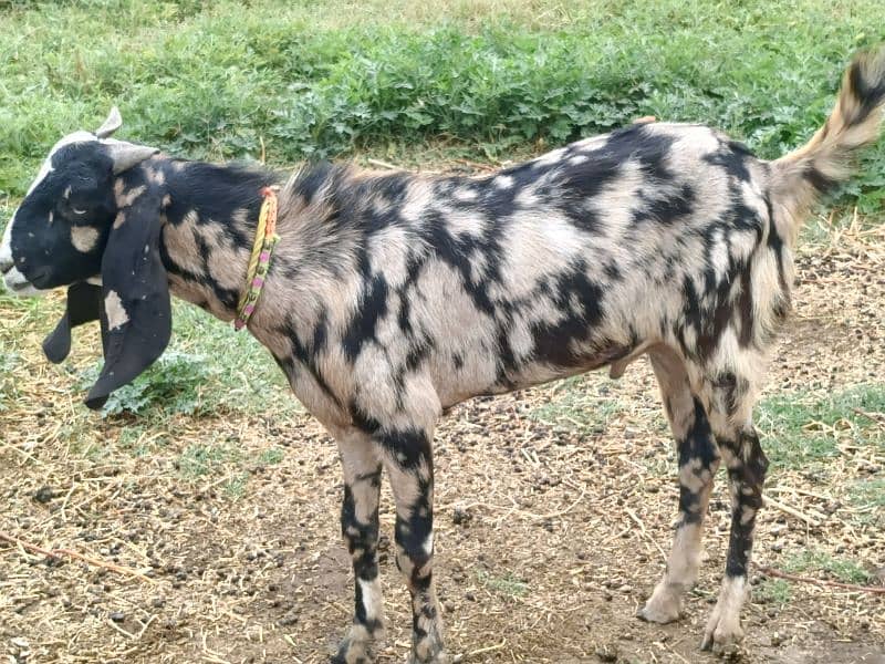2 dant Bakra or bakri for sale or bakri  gaban bakri  jori for sale 2