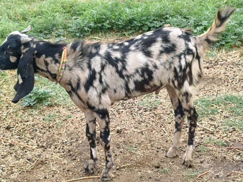 2 dant Bakra or bakri for sale or bakri  gaban bakri  jori for sale 4