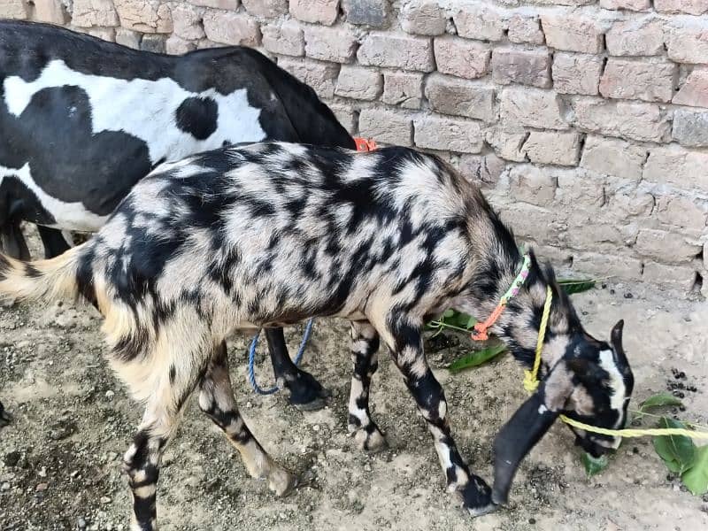 2 dant Bakra or bakri for sale or bakri  gaban bakri  jori for sale 5