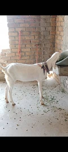 rajinpuri goat