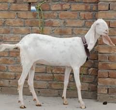 rajin puri goat