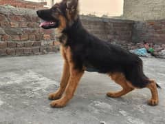 German shepherd Puppies For Sale male only