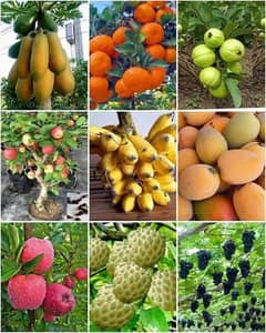 Fresh Fruit and Food Delivery available