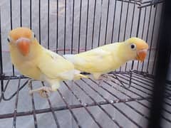 decino pair