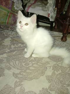 Persian kitten male 3 month