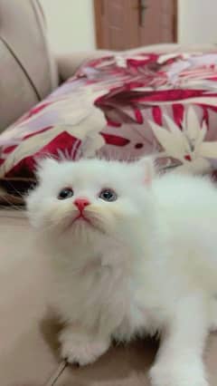 2 kittens male