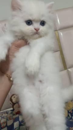 Pure