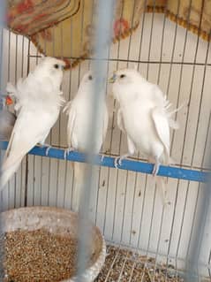 white hogromo double flower best quality 3 male