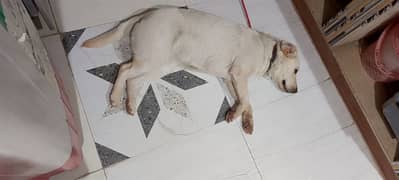Trained dog for sale