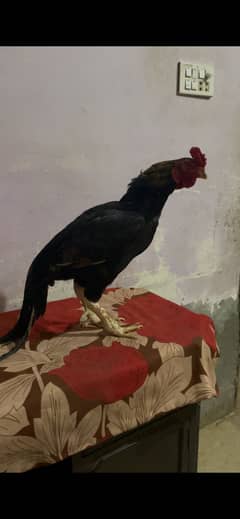 Mianwali Aseel Murga
