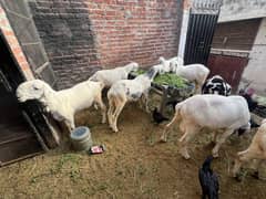 Quality Mundra chatra for sale in Lahore