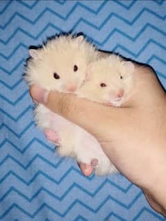 cute baby hamsters for sale