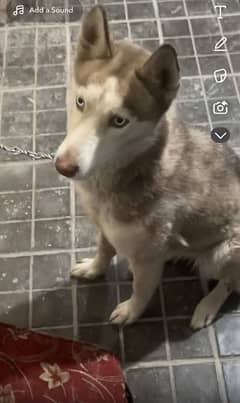 husky female puppy