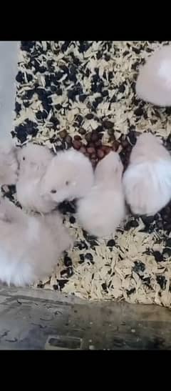 Hamster pair for sale