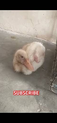Duckling
