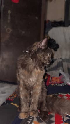 Cat persian