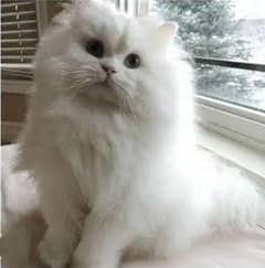 punch face heavy furr female