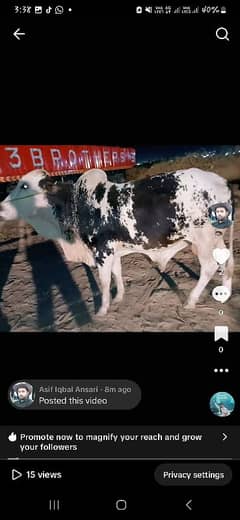 Qurbani Sale