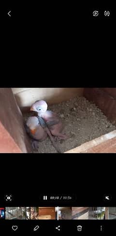 parrot