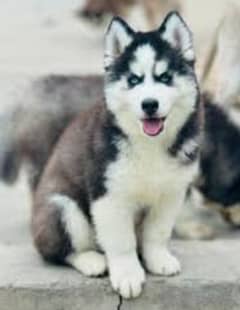 husky puppy available