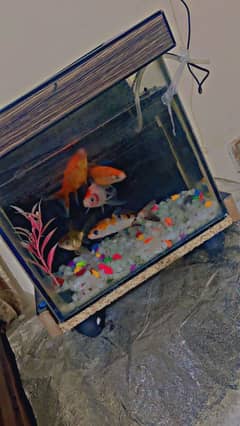 Aqurium with fish and air pump