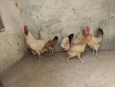 Golden Misri Hens