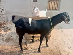 BAKRA FOR SALE