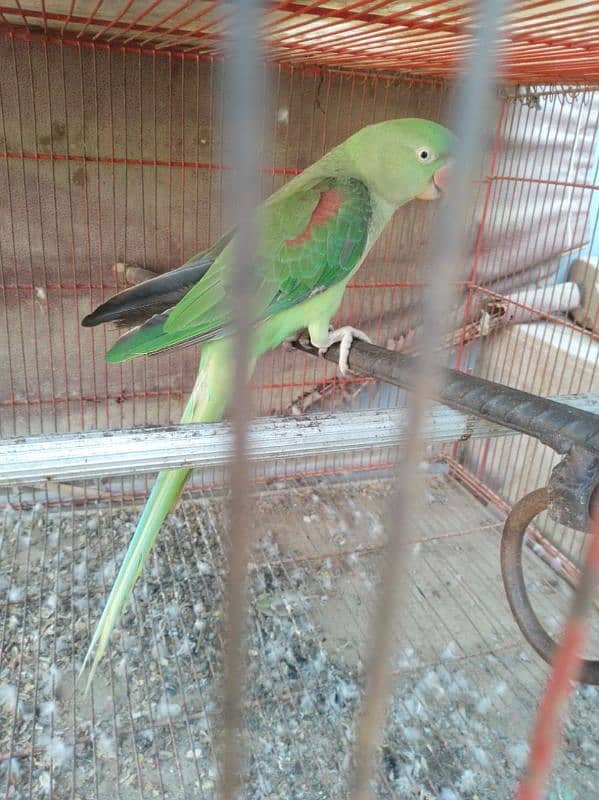 Ring neck Patthe 3 months 1