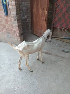 desi rajanpuri bakri ha chugii ha