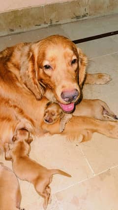 golden retriever puppies