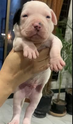 2 months pitbull puppies Available