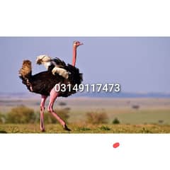 ostrich