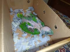 Raw parrots chicks available