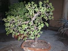 jade bonsai