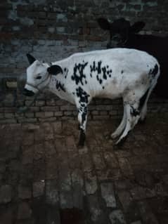 cow for sale