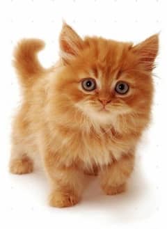 Persian cat for sale male or female0325=92=17=964 my WhatsApp