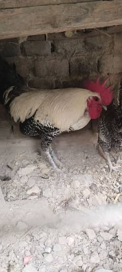 pure feumi misri hen pair