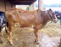 qurbani