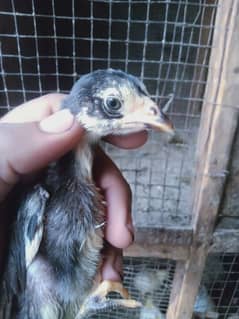 Thai Aseel Chicks