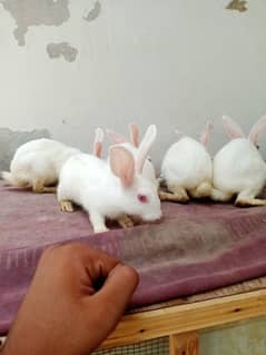 rabbit pair and kids