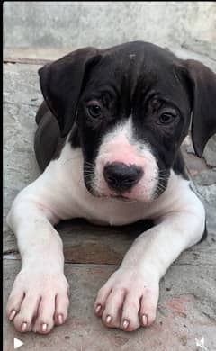 2 months pitbull puppies Available