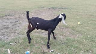 Bakra for Sale