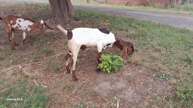 QURBANI BAKRA FOR SALE PER KG 1600 1